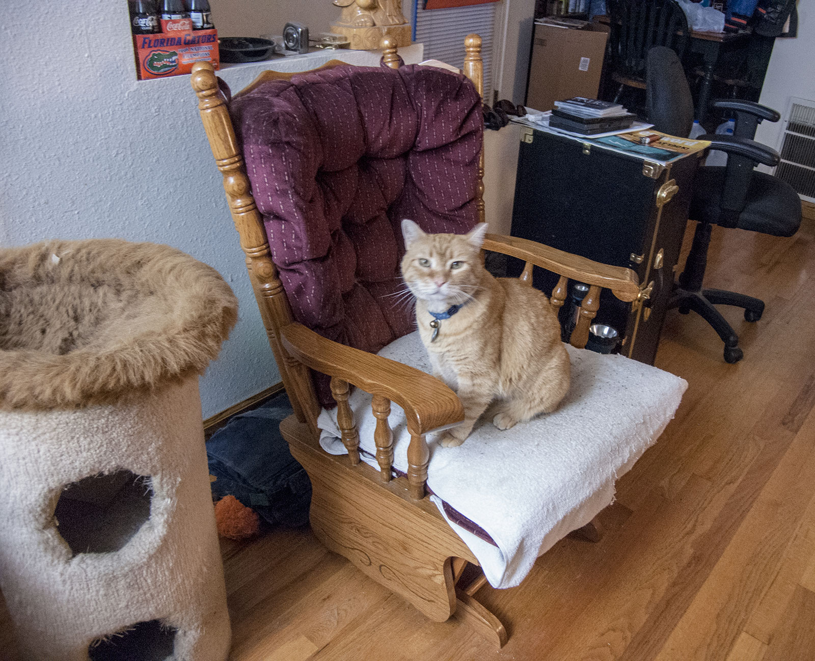 Meyer's chair for catnip.