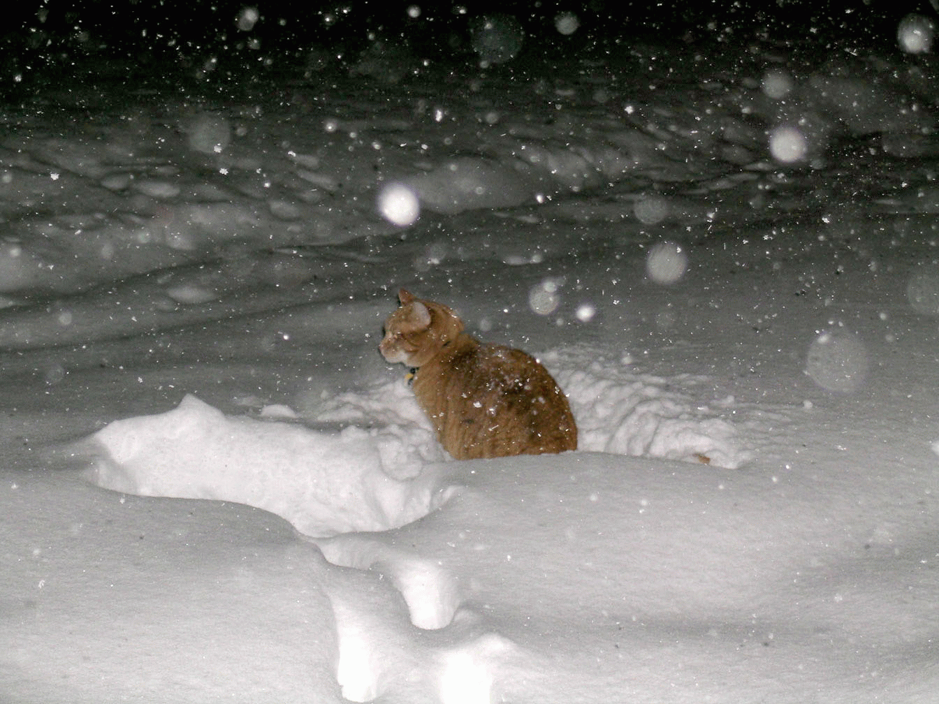 Meyer in the snow animation December, 29, 2006